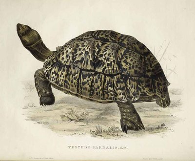 Testudo pardalis de Edward Lear